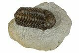 Bargain Austerops & Morocops Trilobite Fossils - 2 to 3" - Photo 3